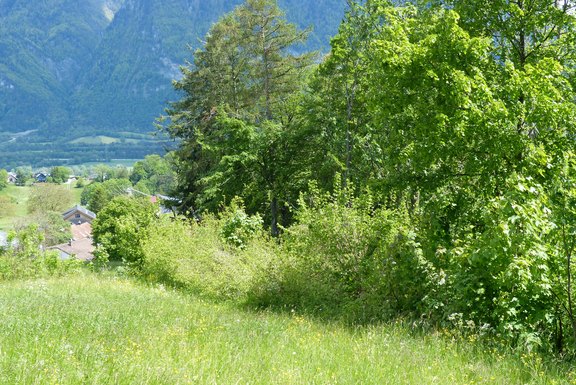 Erfolgreiches Waldrandprojekt Gemeinde Wartau