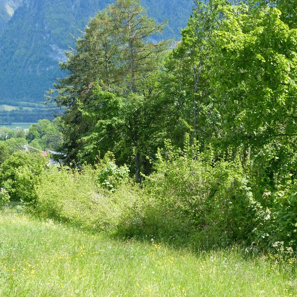 Erfolgreiches Waldrandprojekt Gemeinde Wartau